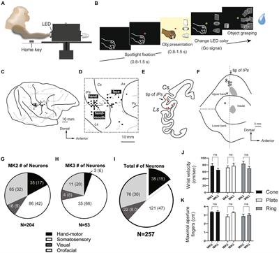 Secondary somatosensory and posterior insular cortices: a somatomotor hub for object prehension and manipulation movements